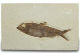 Detailed Fossil Fish (Knightia) - Wyoming #318500-1